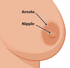 areola nipple illustration
